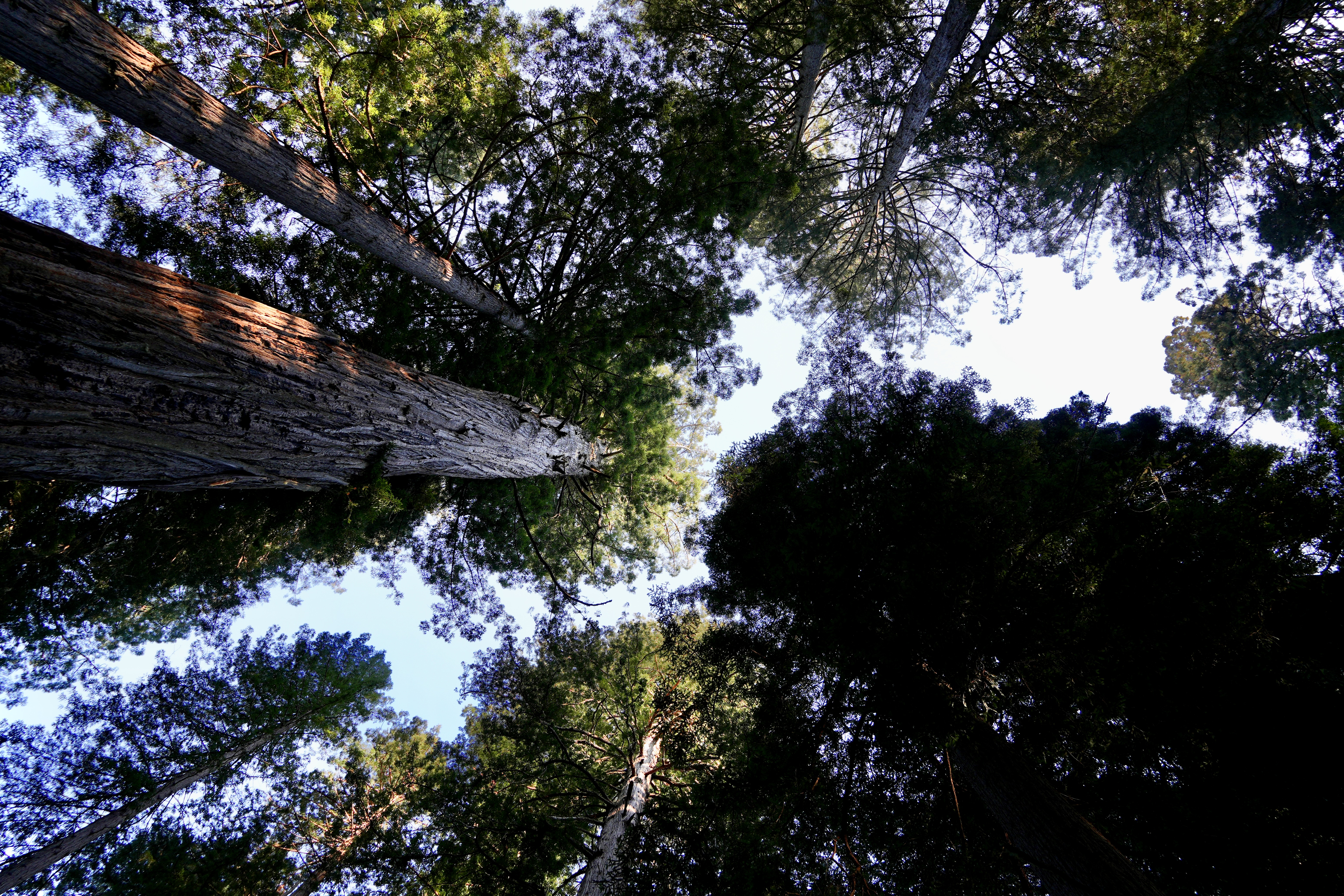 trees